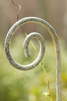 Fiddlehead Iron Stake