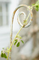 Fiddlehead Iron Stake