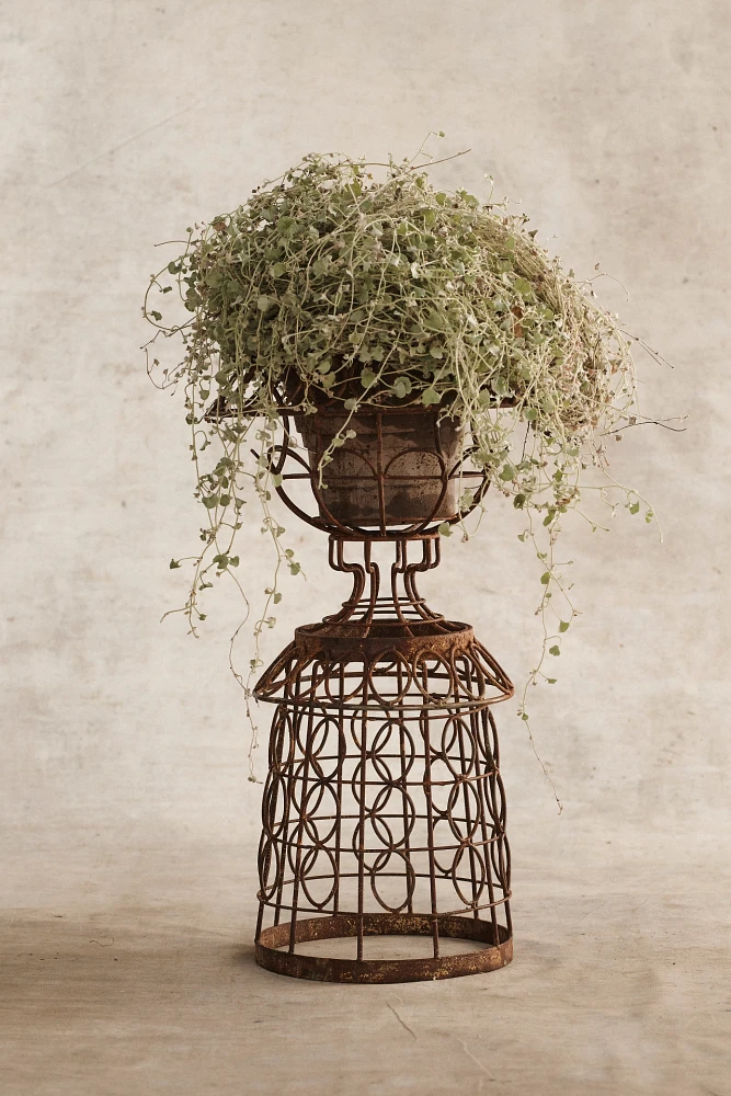 Aged Iron Wire Collared Plant Stand