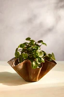 Handkerchief Iron Bowl Planter