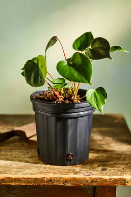 Oaxaca Anthurium