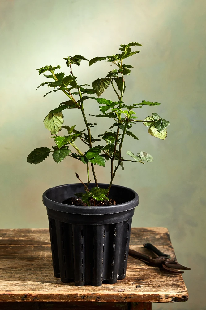 Arapaho Blackberry Shrub