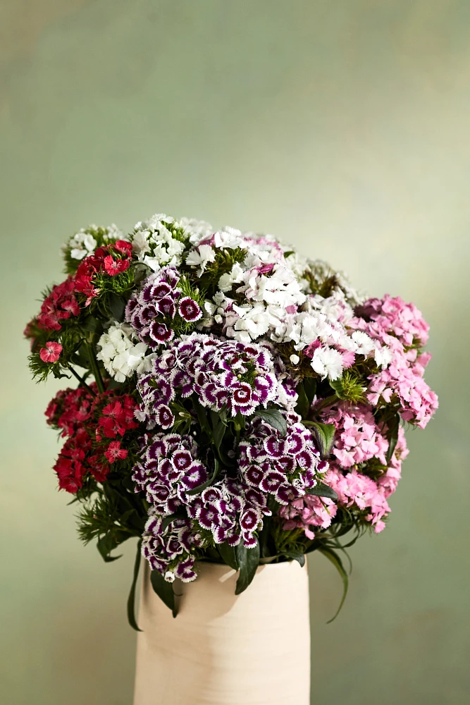 Fresh Cut Gypsy Dianthus Bunch