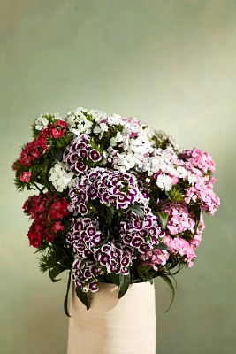 Fresh Cut Gypsy Dianthus Bunch