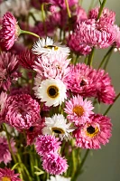 Fresh Cut Paper Daisy Bunch