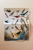 Birds Puzzle