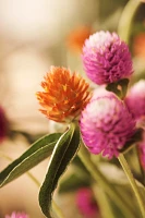 Fresh Gomphrena Bunch