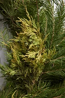 Fresh Noble Fir + Golden Juniper Garland