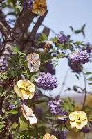 Daffodil Iron Garland