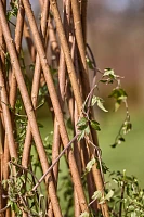 Woven Willow Cone Obelisk