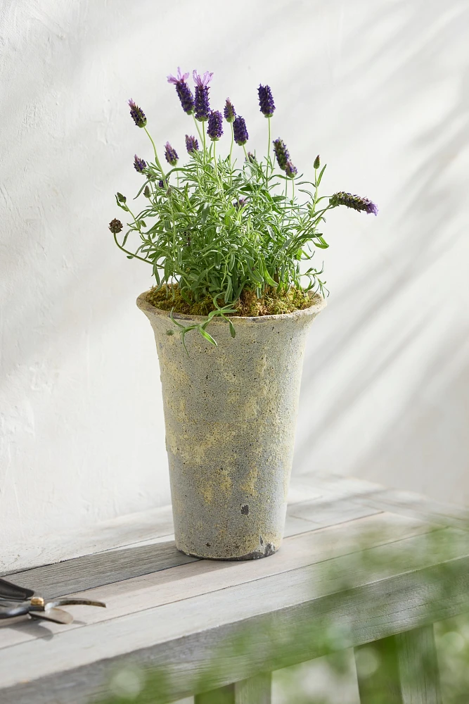 Barnacle Cone Planter