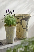 Barnacle Cone Planter