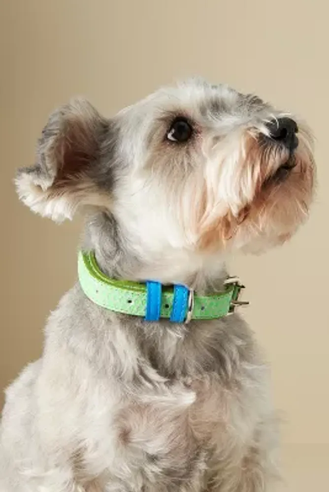 The Foggy Dog Harper Floral Collar