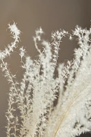 Bleached Miscanthus Bunch