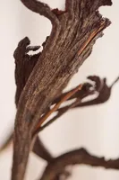 Dried Fantail Willow Bunch