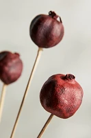 Preserved Pomegranate Bunch