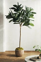 Faux Fiddle Leaf Fig