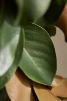 Faux Magnolia Leaf Garland