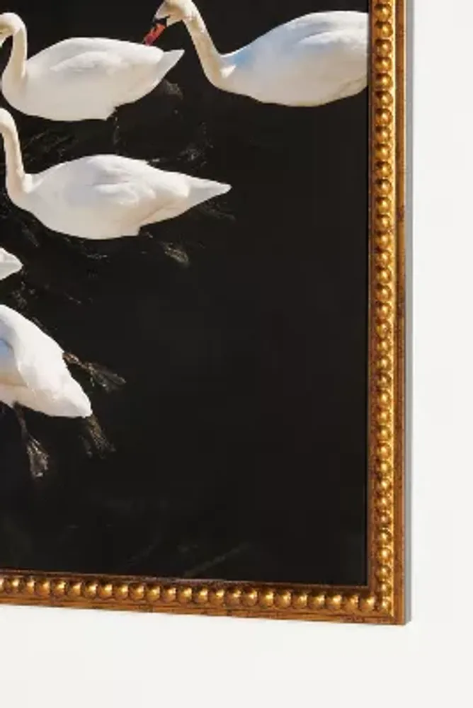 Romantic Swans in a Lake Wall Art