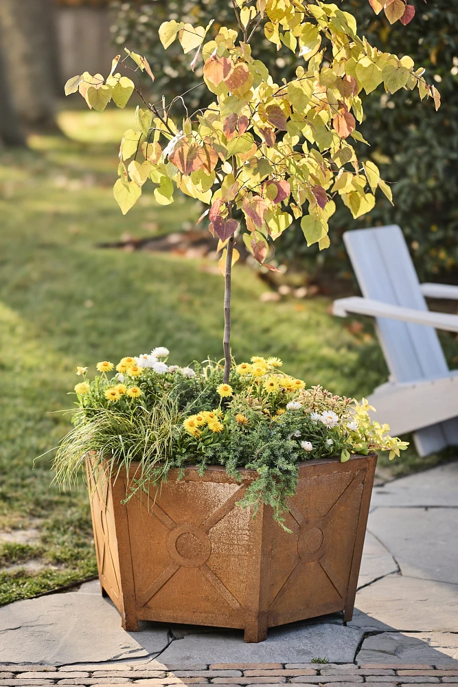 Iron Hexagon Planter