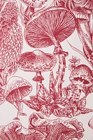 Fungi Forest Wallpaper