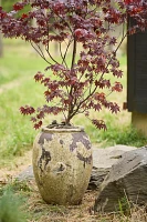 Barnacle Water Jar Planter