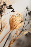 Dried Palm, Protea, Queen Anne's Lace Bouquet