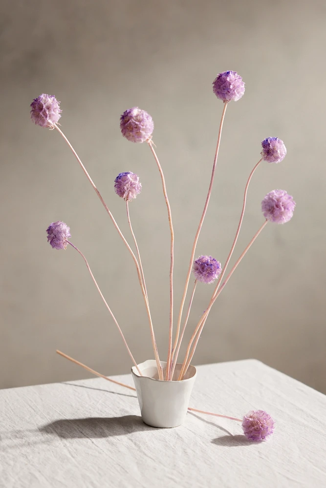 Preserved Scabiosa Bunch