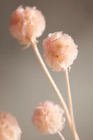 Preserved Scabiosa Bunch