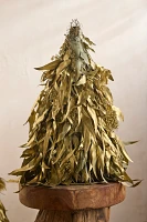 Dried Eucalyptus Cone