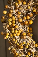 Dried Twoleaf Nightshade Wreath