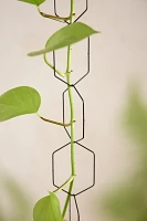 Chain Trellis