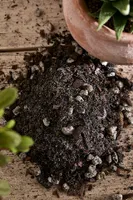 Rosy Soil Cactus + Succulent Soil Mix