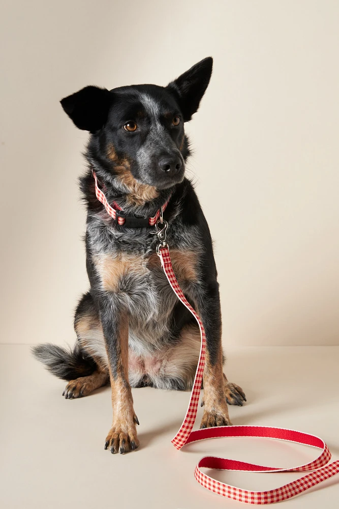 Harry Barker Gingham Collar