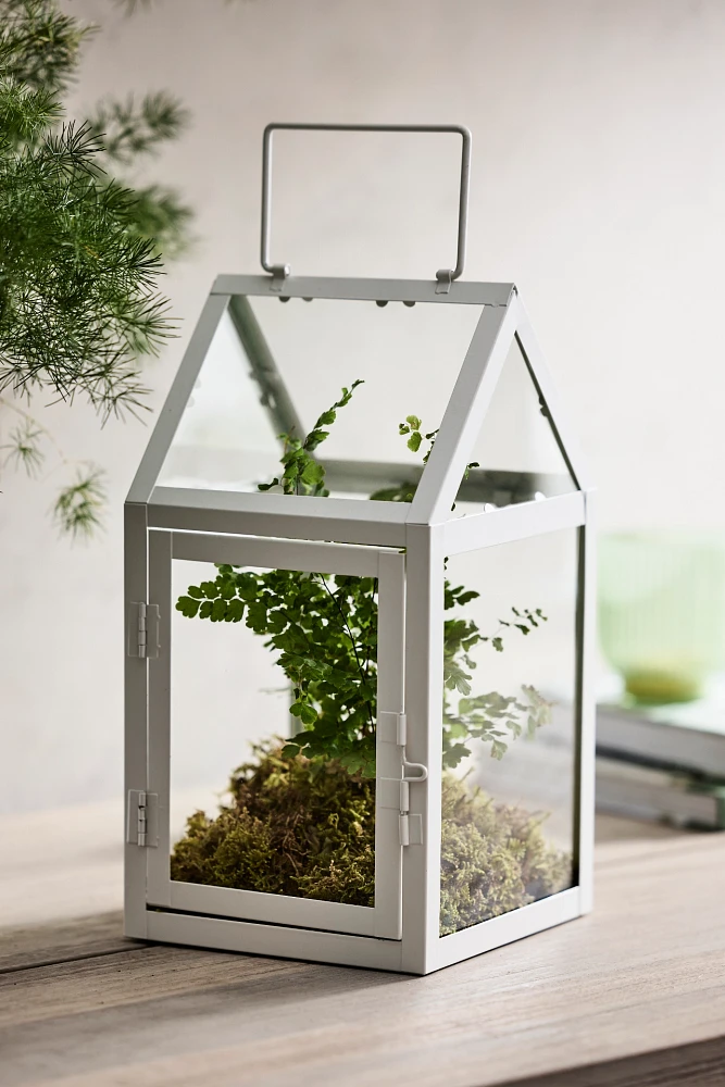 Iron + Glass Square Greenhouse