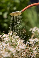 Haws Watering Can + Mister Gift Set