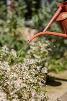 Haws 1 Liter Watering Can