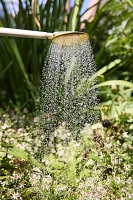 Haws Galvanized Watering Can