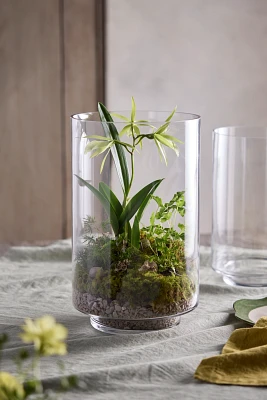 Glass Cylinder Terrarium