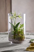 Glass Cylinder Terrarium