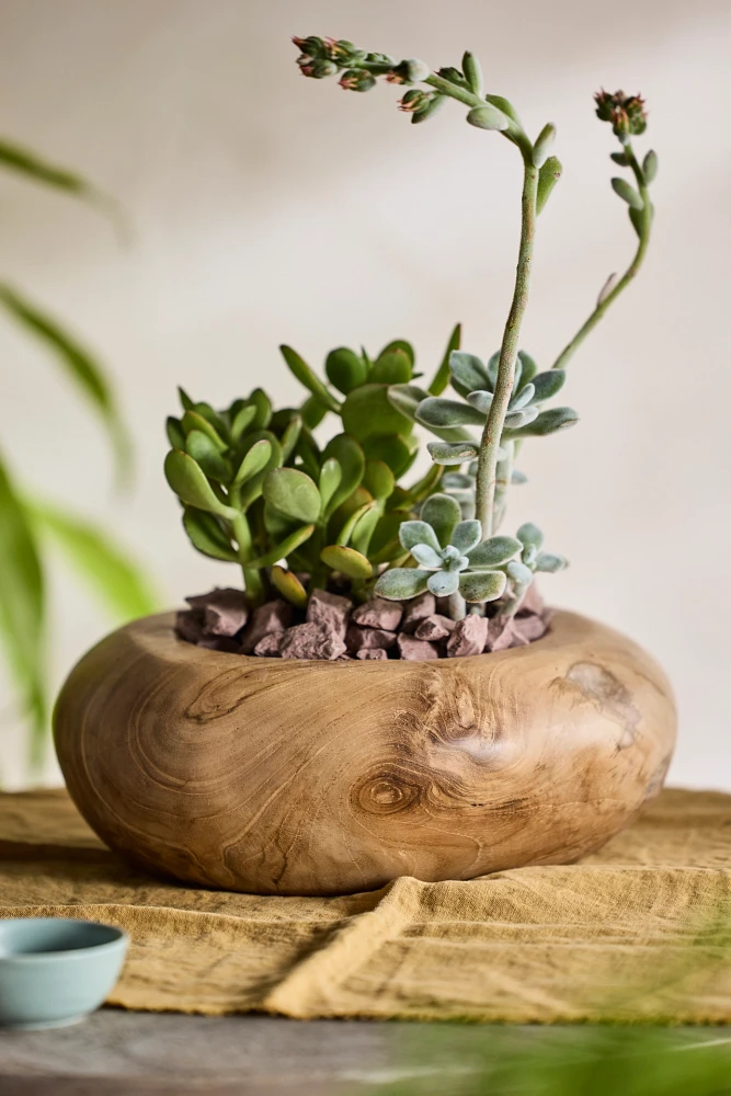 Teak Root Round Shoulder Bowl Planter