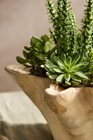 Teak Root Ruffled Bowl Planter