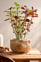 Teak Root Half Moon Planter