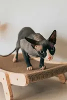 Mau Pet Emory Cat Scratch Pad