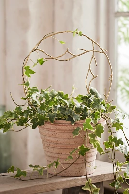 Brass Twig Hoop Trellis