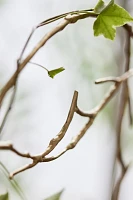 Brass Twig Hoop Trellis