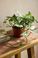 Monstera standleyana Plant