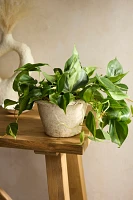 Philodendron Brasil Plant