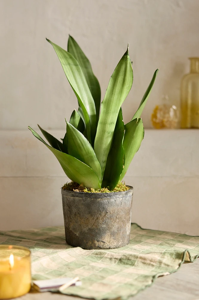 Moonshine Snake Plant