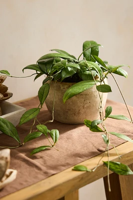 Hoya crassipetiolata Plant